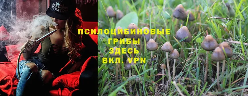 OMG tor  Лиски  Псилоцибиновые грибы Magic Shrooms 